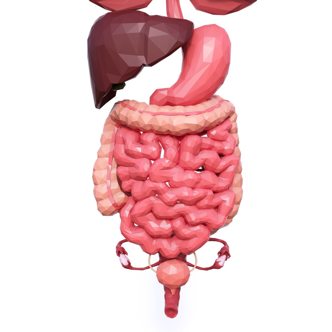 3D Internal Organs - TurboSquid 1258892