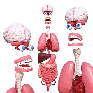 Internal Organs Low Poly