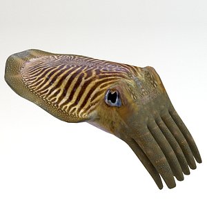 Cuttlefish