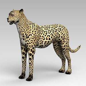 leopard mammal animal 3D model