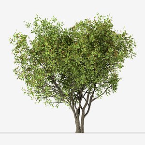 3D Set of Acer Ginnala or Amur Maple Trees - 4 Trees model