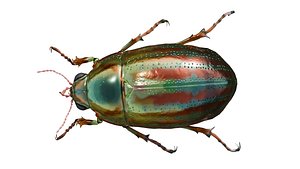 Beetle Chrysolina americana