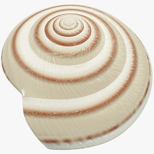 Seashell V10