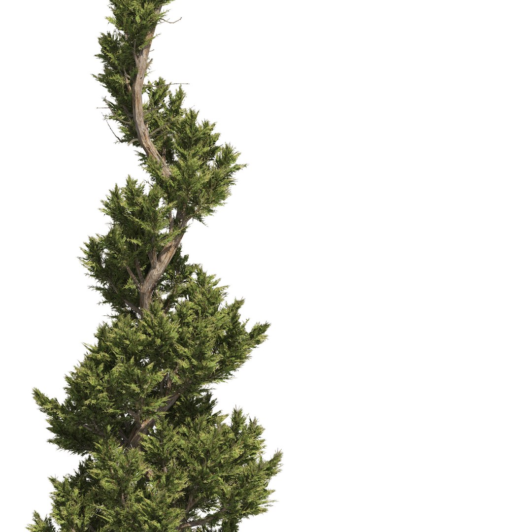 Juniper topiary Trees Juniperus 3D model https://p.turbosquid.com/ts-thumb/JY/pfqmBH/B1/06pp/jpg/1665188440/1920x1080/fit_q87/56c7b3118f09708f74261286a4f743481d029fae/06pp.jpg