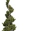 Árvores topiárias de zimbro Juniperus
