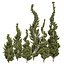 Árvores topiárias de zimbro Juniperus