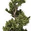 Árvores topiárias de zimbro Juniperus