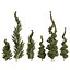 Árvores topiárias de zimbro Juniperus