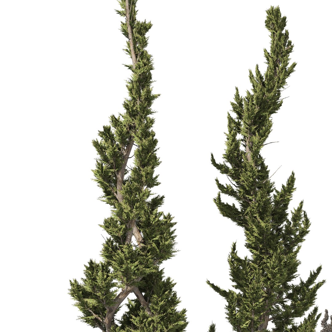 Juniper topiary Trees Juniperus 3D model https://p.turbosquid.com/ts-thumb/JY/pfqmBH/i9/03pp/jpg/1665188437/1920x1080/fit_q87/6eec207a7c7054efd925f5c8de49e73ab73fc204/03pp.jpg