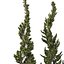 Árvores topiárias de zimbro Juniperus
