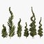 Árvores topiárias de zimbro Juniperus