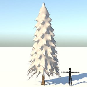 Snow Abies Fraseri Tree