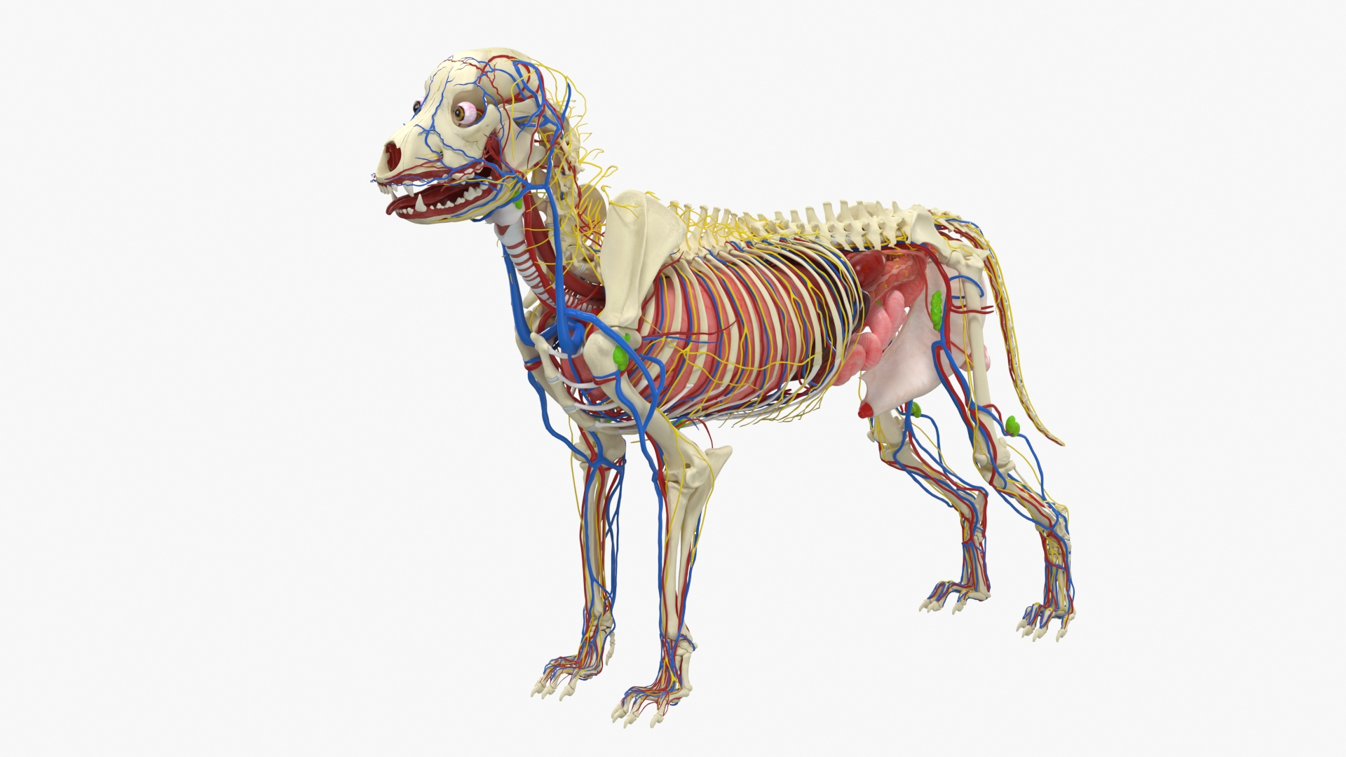 Dog Skeleton with Internal Organs Anatomy 3D model https://p.turbosquid.com/ts-thumb/JZ/6PIrcU/5z/dog_skeleton_with_internal_organs_anatomy_361/jpg/1776305580/1920x1080/turn_fit_q99/f1100a639b95065b5cbfd744a688eb213acb0f92/dog_skeleton_with_internal_organs_anatomy_361-1.jpg