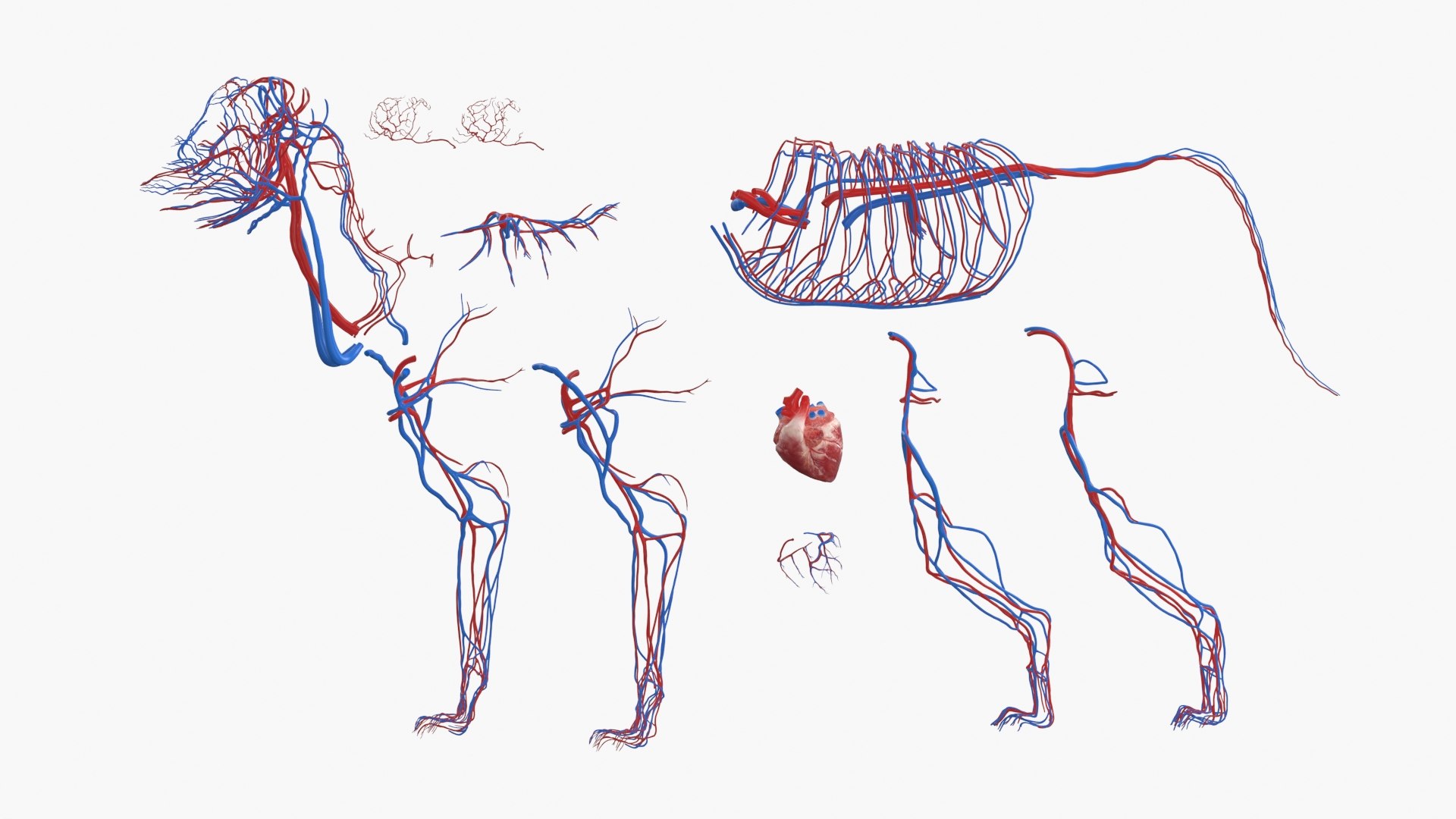 Dog Skeleton with Internal Organs Anatomy 3D model https://p.turbosquid.com/ts-thumb/JZ/6PIrcU/Av/dog_skeleton_with_internal_organs_anatomy_027/jpg/1776305702/1920x1080/fit_q87/dd63552223eaa864a9577f4bea571833e891f37e/dog_skeleton_with_internal_organs_anatomy_027.jpg