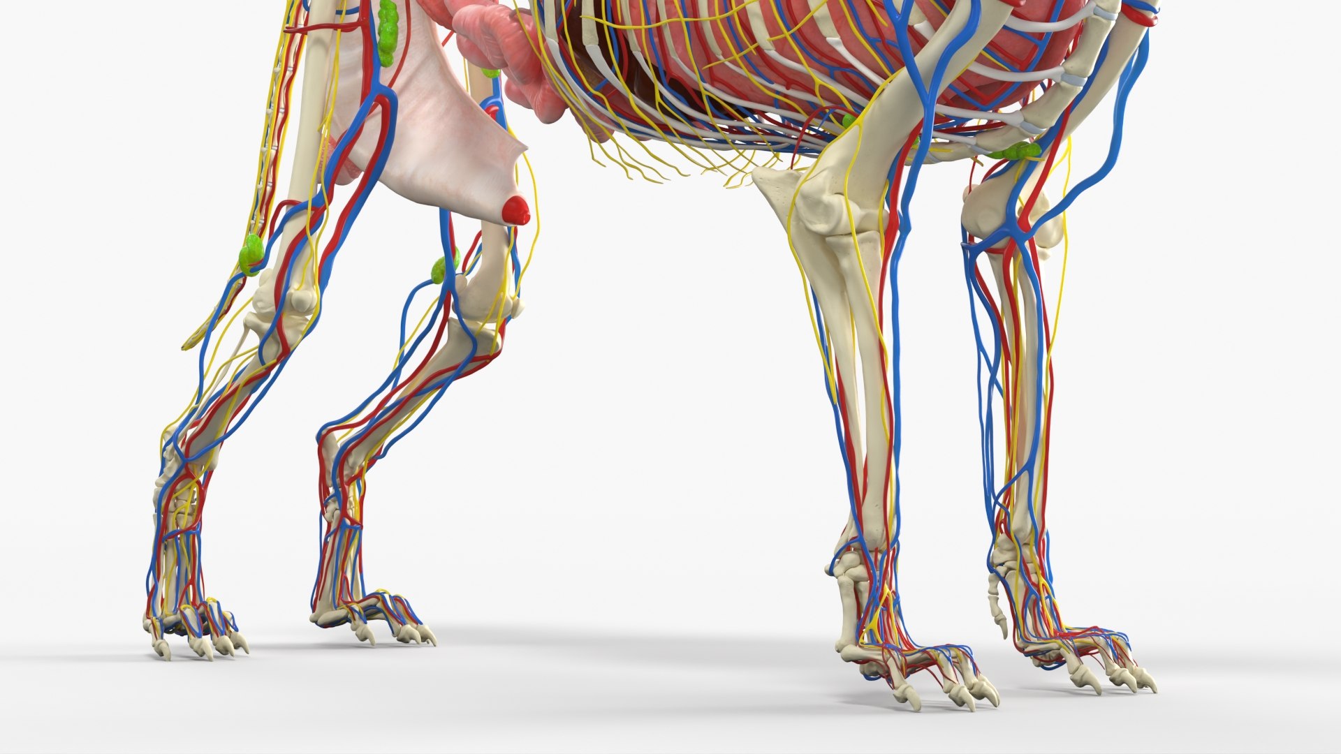 Dog Skeleton with Internal Organs Anatomy 3D model https://p.turbosquid.com/ts-thumb/JZ/6PIrcU/h0/dog_skeleton_with_internal_organs_anatomy_007/jpg/1776305652/1920x1080/fit_q87/478bbf2b6a4a3c6da6ca3146bce33adbd4aed609/dog_skeleton_with_internal_organs_anatomy_007.jpg