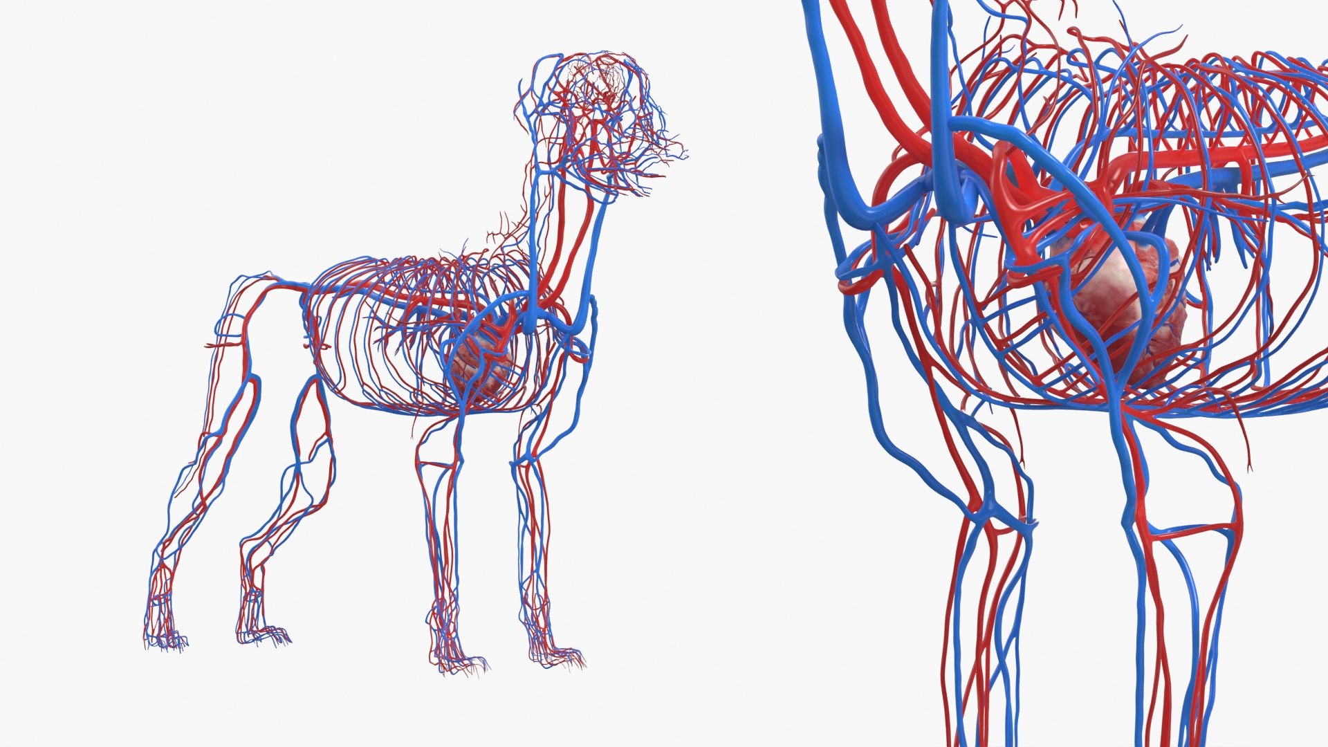 Dog Skeleton with Internal Organs Anatomy 3D model https://p.turbosquid.com/ts-thumb/JZ/6PIrcU/jh/dog_skeleton_with_internal_organs_anatomy_013/jpg/1776305666/1920x1080/fit_q87/f4f7c6fe98436c2310bd21a5a2cebc03574f0ee5/dog_skeleton_with_internal_organs_anatomy_013.jpg