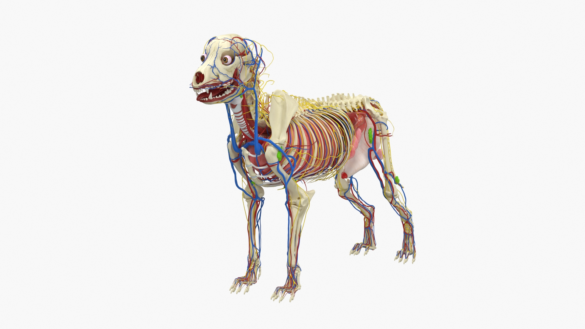 Dog Skeleton with Internal Organs Anatomy 3D model https://p.turbosquid.com/ts-thumb/JZ/6PIrcU/vb/dog_skeleton_with_internal_organs_anatomy_360/jpg/1776305517/1920x1080/turn_fit_q99/6adf0ad9a76fa1e2feff1776925e41db890c22ad/dog_skeleton_with_internal_organs_anatomy_360-1.jpg