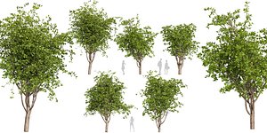 Collection plant vol 566 - tree - mulberry -  Blender model