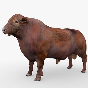 3D RED ANGUS Rigged L2070