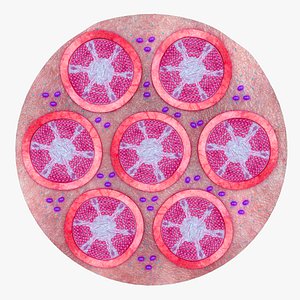 3D leydig cells testicular interstitial cells