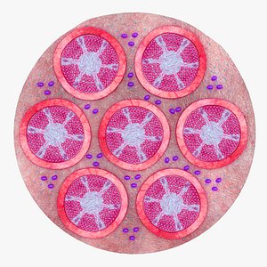 leydig cells testicular interstitial cells