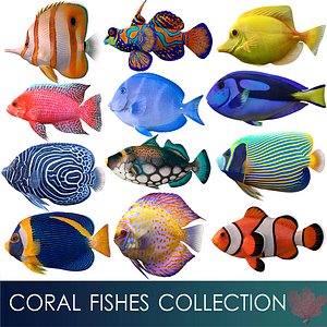 coral fishes 3D model
