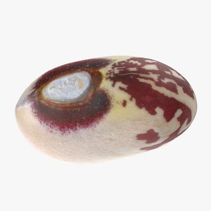 3D model Tongue of Fire Bean 01 - 3D Scanned