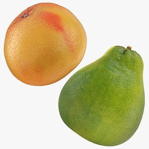 3D Pomelo and Grapefruit