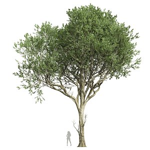 3D New Plant High detail Fagus Grandifolia02