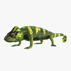chameleon lizard 3d model