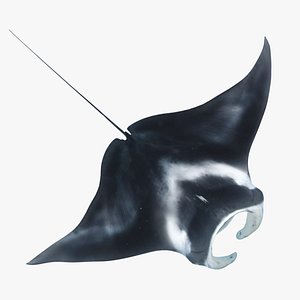 Giant Manta Ray 3D model