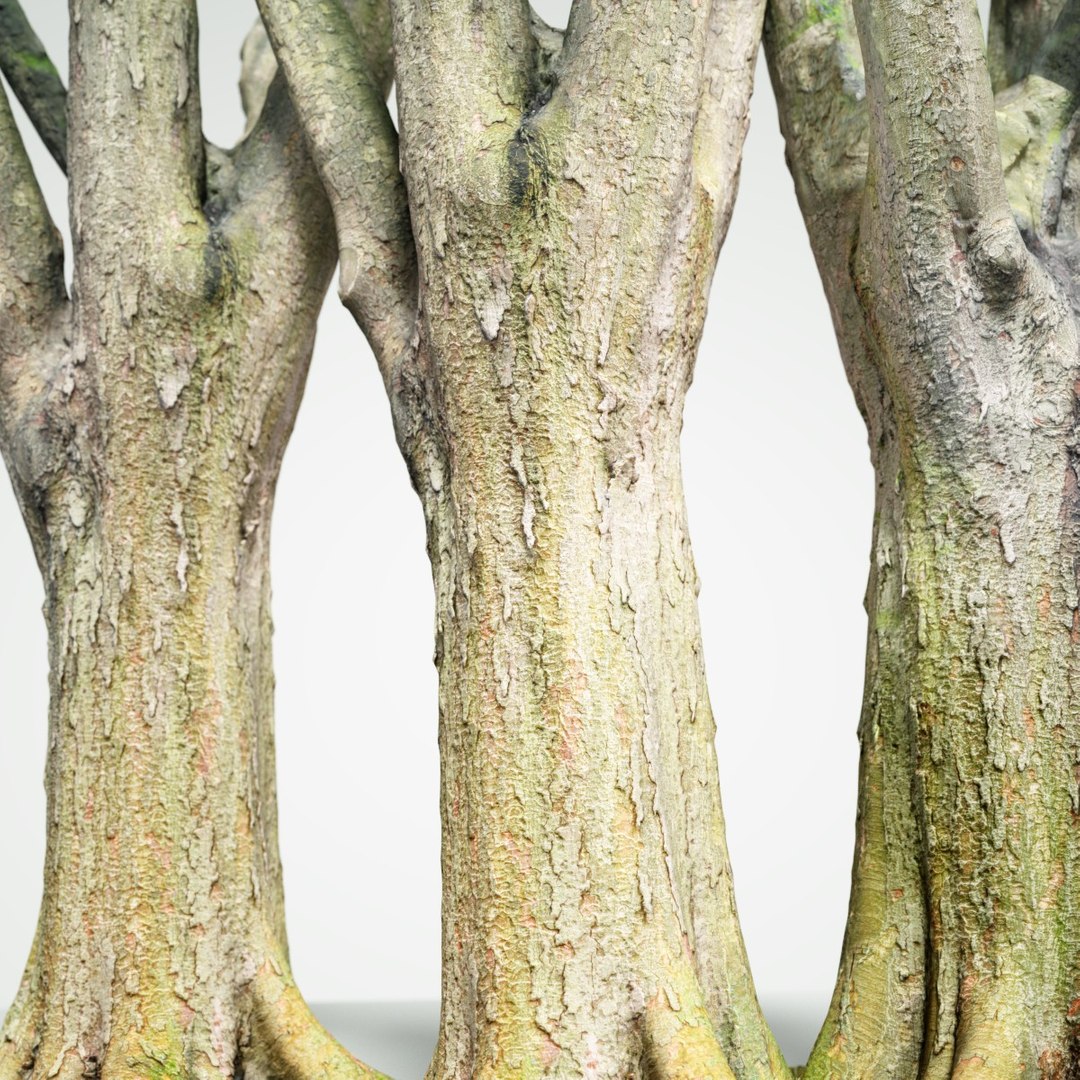 Tree Asset 3d Model