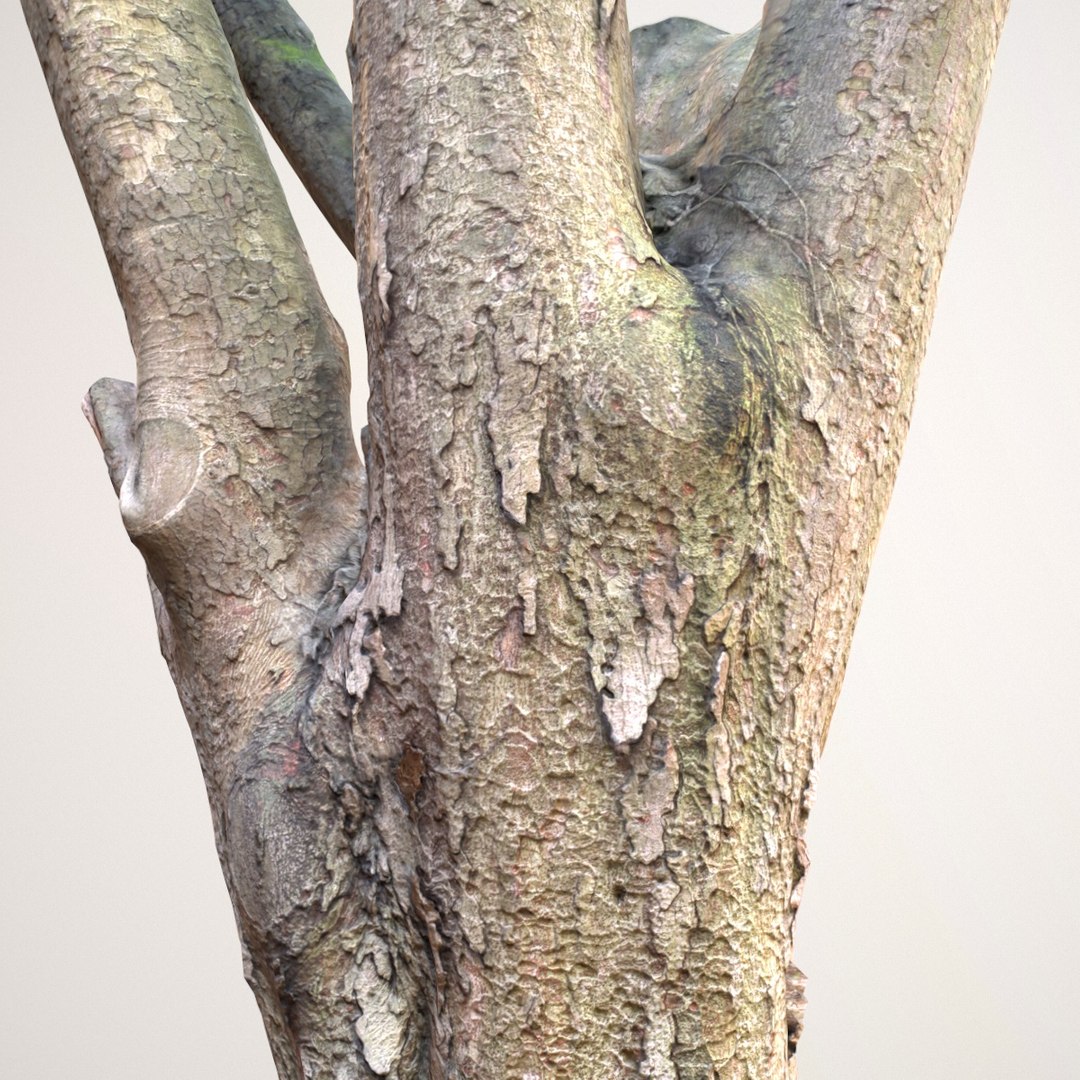 Tree Asset 3d Model