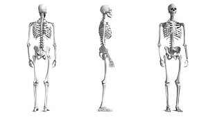 3D Human Skeleton High Detail Anatomy 3D Model