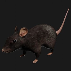 Black Rat Rigged and Low Poly