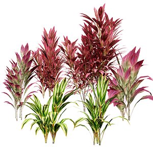 3D model Broadleaf Evergreen Shrub 3D Asset