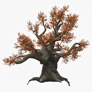 Autumn Ancient Oak Tree