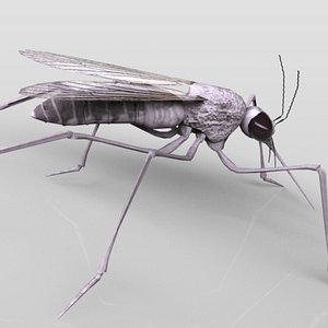 3ds max mosquito insect