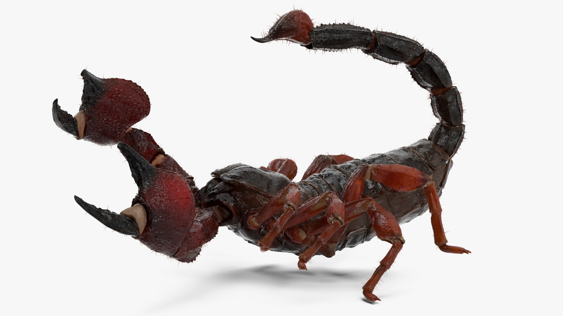 3D Realistic Scorpion Fur Animated Rigged for Cinema 4D Collection https://p.turbosquid.com/ts-thumb/Jb/BhurQc/Hu/realistic_scorpion_fur_animated_rigged_for_cinema_collection_012/jpg/1772105643/1920x1080/fit_q87/79ff05709526a5eeb7324f8ce2c5a535e5b08d30/realistic_scorpion_fur_animated_rigged_for_cinema_collection_012.jpg