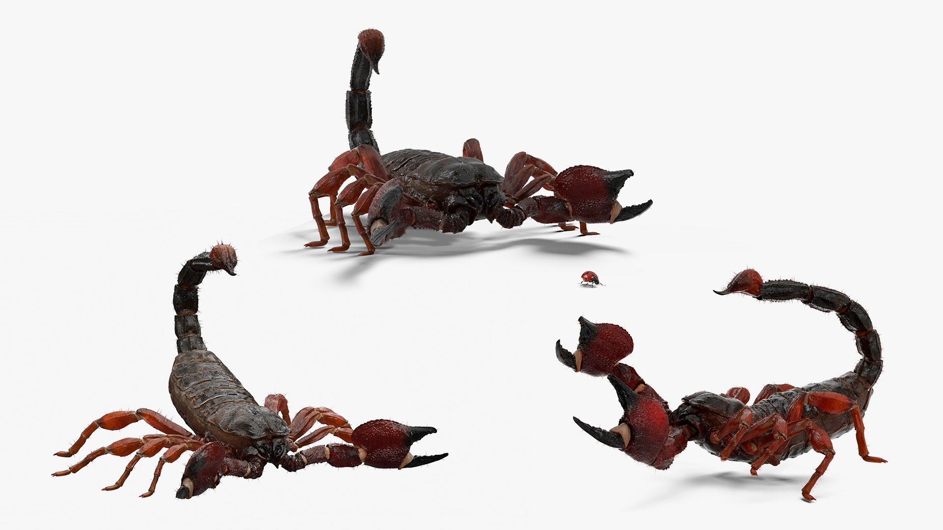 3D Realistic Scorpion Fur Animated Rigged for Cinema 4D Collection https://p.turbosquid.com/ts-thumb/Jb/BhurQc/JT/realistic_scorpion_fur_animated_rigged_for_cinema_collection_001/jpg/1772105638/1920x1080/fit_q87/29e516a3116652c4d550b1a07d798c16aab4ae96/realistic_scorpion_fur_animated_rigged_for_cinema_collection_001.jpg
