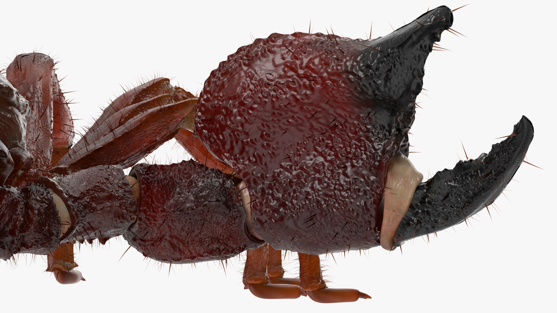 3D Realistic Scorpion Fur Animated Rigged for Cinema 4D Collection https://p.turbosquid.com/ts-thumb/Jb/BhurQc/XV/realistic_scorpion_fur_animated_rigged_for_cinema_collection_014/jpg/1772105644/1920x1080/fit_q87/e5160f36010a36f8fb80915095188422909b17f8/realistic_scorpion_fur_animated_rigged_for_cinema_collection_014.jpg