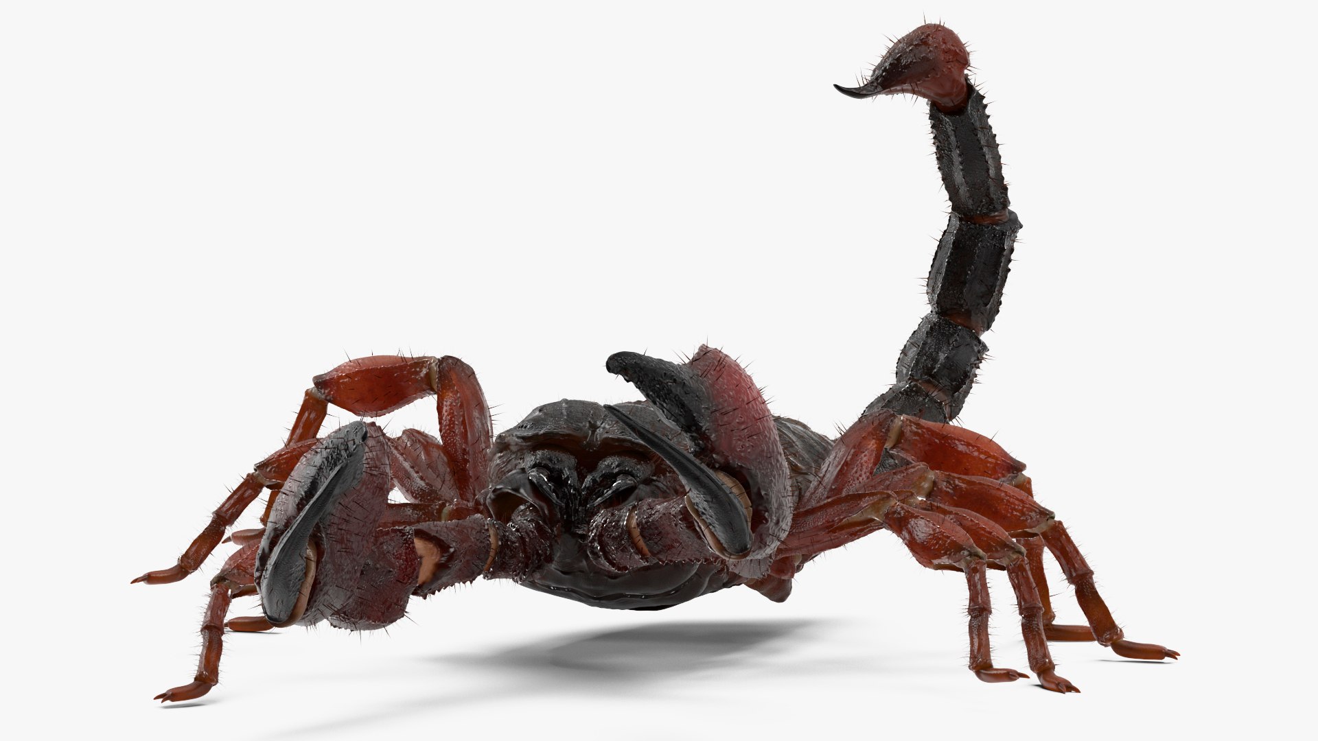 3D Realistic Scorpion Fur Animated Rigged for Cinema 4D Collection https://p.turbosquid.com/ts-thumb/Jb/BhurQc/Xw/realistic_scorpion_fur_animated_rigged_for_cinema_collection_008/jpg/1772105641/1920x1080/fit_q87/4637be811cd8bf8c7431e8e00d6c4dbdf93f68e4/realistic_scorpion_fur_animated_rigged_for_cinema_collection_008.jpg