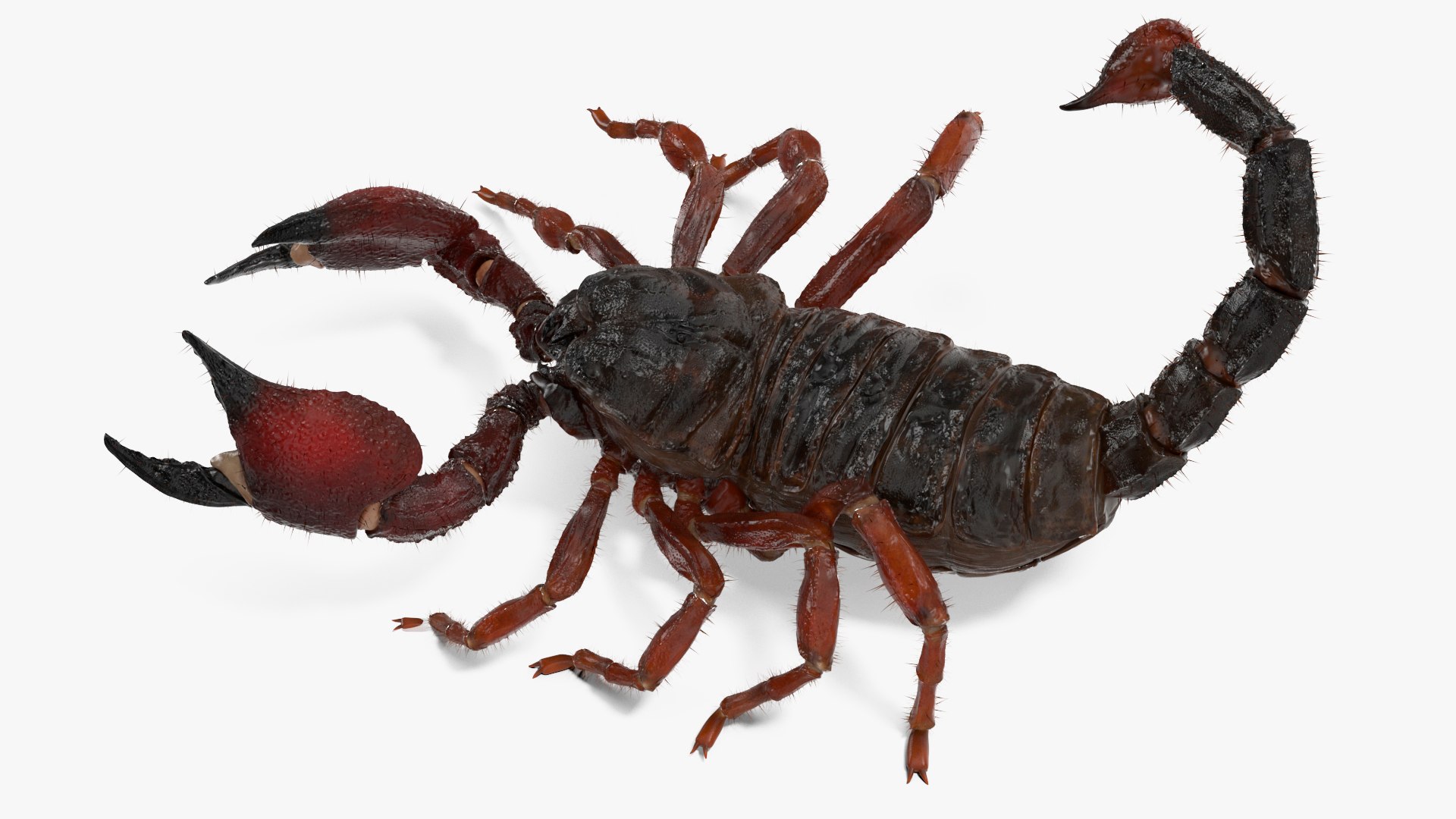 3D Realistic Scorpion Fur Animated Rigged for Cinema 4D Collection https://p.turbosquid.com/ts-thumb/Jb/BhurQc/uf/realistic_scorpion_fur_animated_rigged_for_cinema_collection_007/jpg/1772105640/1920x1080/fit_q87/dcfcf67c17ddc87476b27425ada8eb090c011f24/realistic_scorpion_fur_animated_rigged_for_cinema_collection_007.jpg