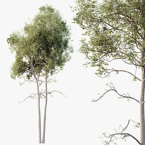 AV Plants Ash Tree10