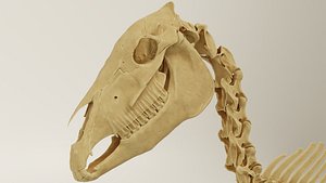 3D Horse Skeleton Accurate Anatomy model