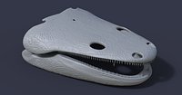 Skull of a Metoposaurus diagnosticus