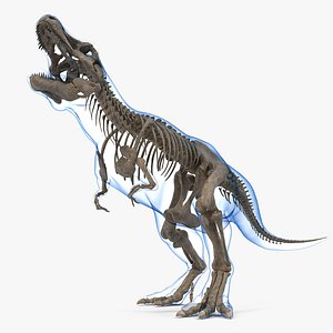 3D tyrannosaurus rex skeleton fossil model