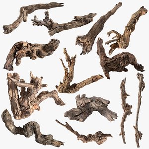 Grapevine Bark Collection StemCell 3D model