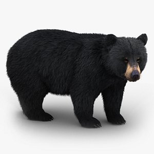 black bear fur 3D model