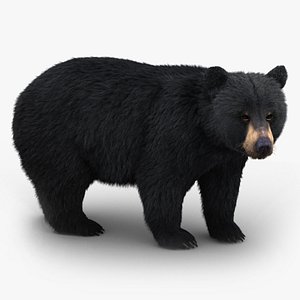 Black Bear (Fur)